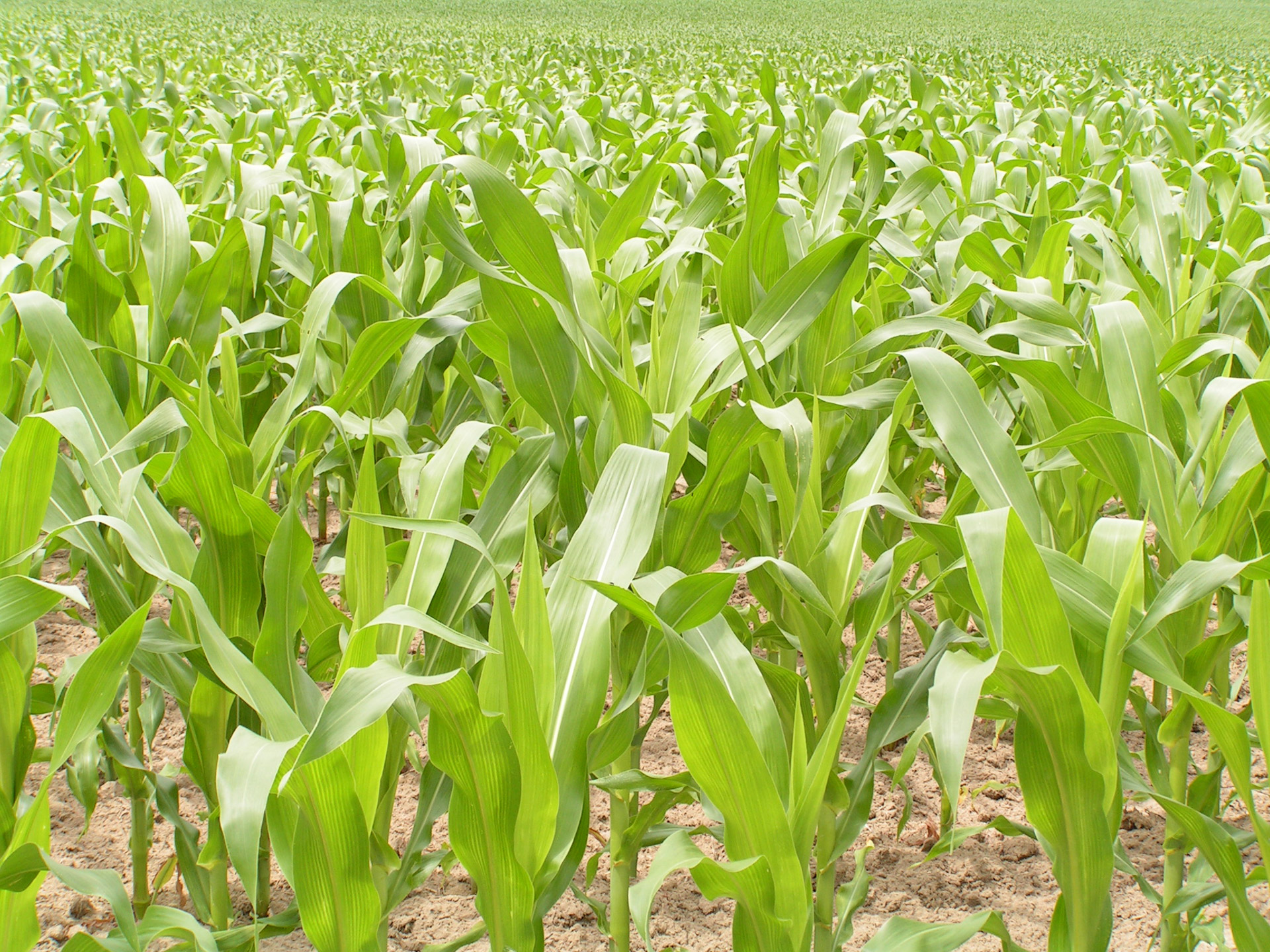 Bio Gas