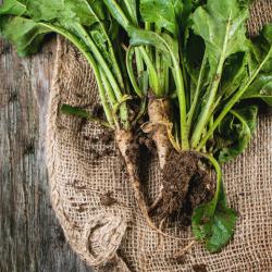 enzymes in process sugar beet