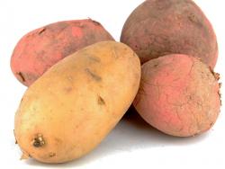 enzymes starch potatoes