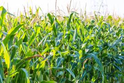 Corn - Starch-derived syrups and Sweeteners Corn field